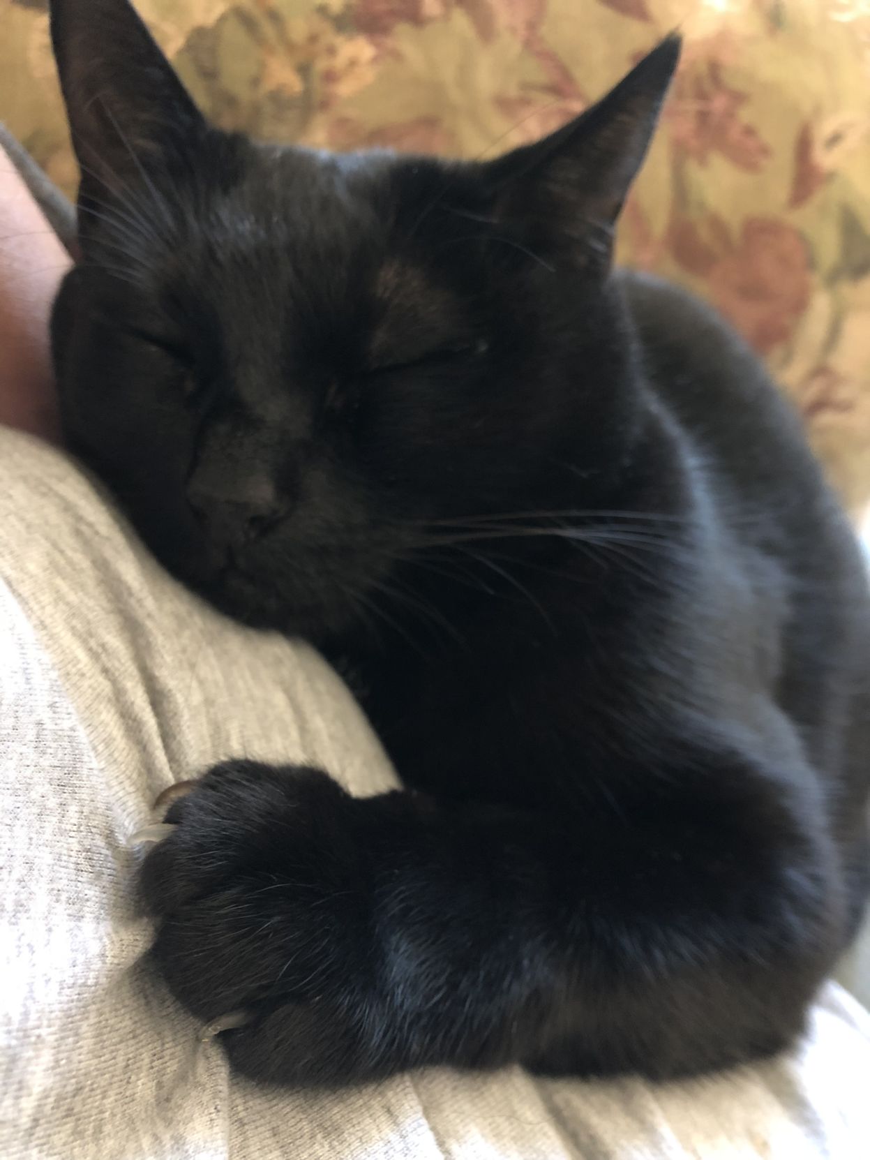 Duchess